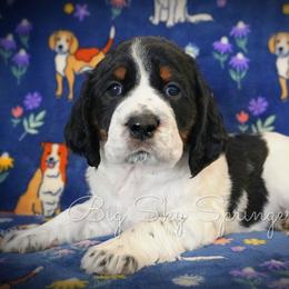 Girl 4 - Black white and tan female English Springer Spaniel puppy in Great Falls, Montana from Big Sky Springers