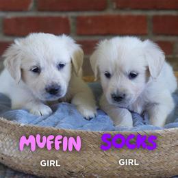 Golden Retriever Puppies from Mae Valley Goldens