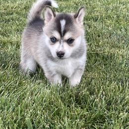 Pomsky Puppies from Promise Land Pomskies