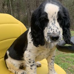 Yellow Collar - Black and white English Springer Spaniel puppy in Murphy, North Carolina from Sweet Carolina Springers
