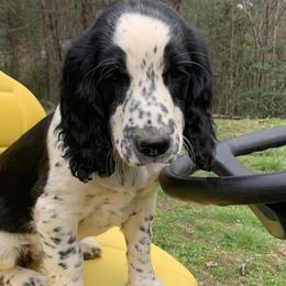 Yellow Collar - Black and white English Springer Spaniel puppy in Murphy, North Carolina from Sweet Carolina Springers