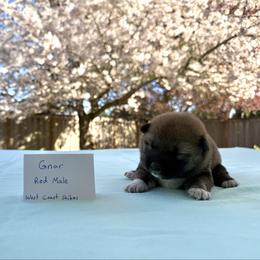 Gnar - Red male Shiba Inu puppy in Portland, Oregon from West Coast Shibas