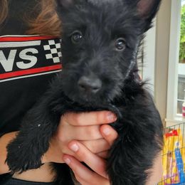 Scottish Terrier Puppies from Nicole's Scottish Terriers