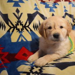 Golden Retriever and Jack Russell Terrier Puppies from VS Golden Fields