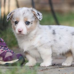 Bridger - Blue merle and white male American Corgi puppy in Plains, Montana from Diamond Corgis