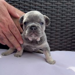 Thelma - Blue fawn female French Bulldog puppy in Hampstead, Maryland from The Frenchie Life