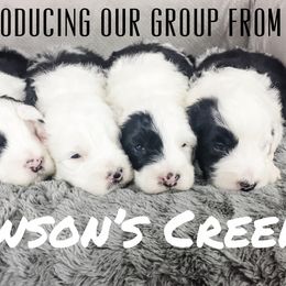 Old English Sheepdog and Sheepadoodle Puppies from Country Roads Sheepdogs & Doodles