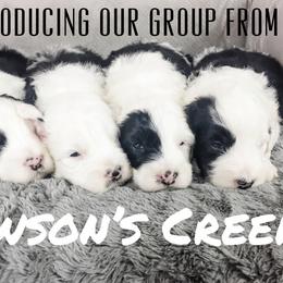 Old English Sheepdog and Sheepadoodle Puppies from Country Roads Sheepdogs & Doodles