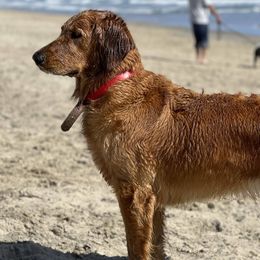 Golden Retrievers from Journey Bound Goldens