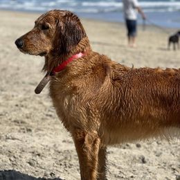 Golden Retrievers from Journey Bound Goldens