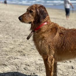 Golden Retrievers from Journey Bound Goldens