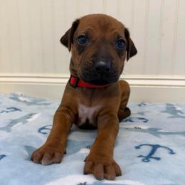 Benji - Rd whtn blk nose male Rhodesian Ridgeback puppy in Montgomery, Texas from Timber Ridge Kennels