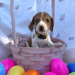Puppy 6 - Red male Dachshund puppy in Riverside, California from Saddle Up Dachshunds