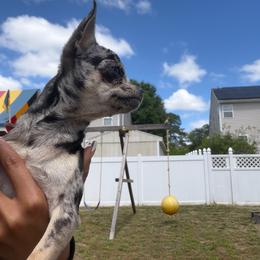 Claire - Chihuahua