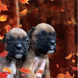 Boxer Puppies from Precious Paws Boxer puppies in WA