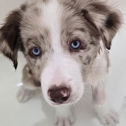 Border Collie Puppies from Three16 Ranch