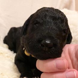 Goldendoodle Puppies from Waggin Country Doodles