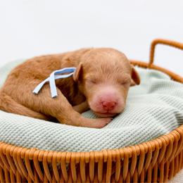 Whitney - Apricot female Goldendoodle puppy in North Carolina from Tuxedo Mountain Doodles