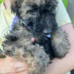 Maribel - Wheaten Whoodle puppy in Knoxville, Tennessee from Fleury Farm Doodles TN