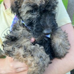 Maribel - Wheaten Whoodle puppy in Knoxville, Tennessee from Fleury Farm Doodles TN