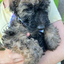 Maribel - Wheaten Whoodle puppy in Knoxville, Tennessee from Fleury Farm Doodles TN