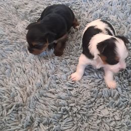Yorkshire Terrier Puppies from Jackie's Yorkies