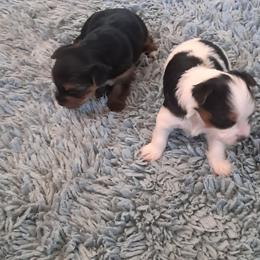 Yorkshire Terrier Puppies from Jackie's Yorkies