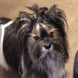 Bronc - Biewer Terrier