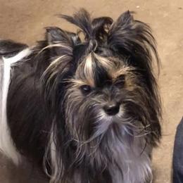 Bronc - Biewer Terrier