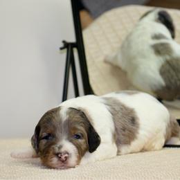 Sneezy - male Australian Mountain Doodle puppy in Decatur, Illinois from Signature Doodles