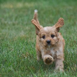 Ron - Red male Cavapoo puppy in Narvon, Pennsylvania from Stoltzfus Family Puppies (license number 18844)