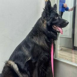 Jarra - German Shepherd