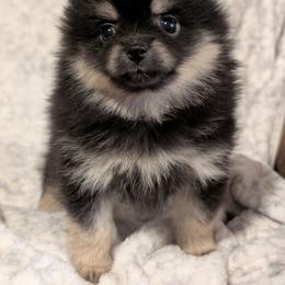 April - Black and tan female Pomeranian puppy in Danielsville, Georgia from PassionatePomPoms