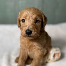 Edna - Apricot female Goldendoodle puppy in Osage City, Kansas from Golden Ridge Goldens