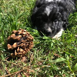 Australian Shepherd Puppies from Legacy Ranch Australian Shepherds