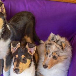 Collies from Wicklow Collies