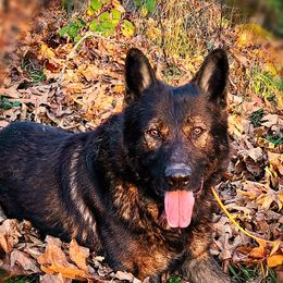 Jag - German Shepherd