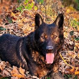 Jag - German Shepherd