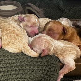 Twist and Shout - Cream male Poodle puppy in Hemet, California from Vallevistadoodles