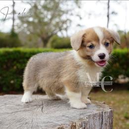 Sapphire (Female 2) - Red female Pembroke Welsh Corgi puppy in Straughn, Alabama from Magnolia Creek Corgis