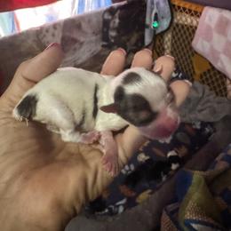 Extreme white - Parti male Yorkshire Terrier puppy in Ohio from Britt n Cindys Yorkshire Terriers