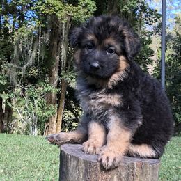 German Shepherd Puppies from Zwinger vom Schneider Wald