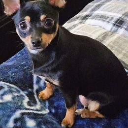Lilly - Chihuahua