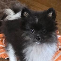 Ricky - Tri-colored male Pomeranian puppy in Pickton, Texas from Mandy's Precious Poms
