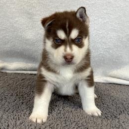 Boomer (Blue) - Red and white male Siberian Husky puppy in Ellijay, Georgia from Appalachian Siberians LLC