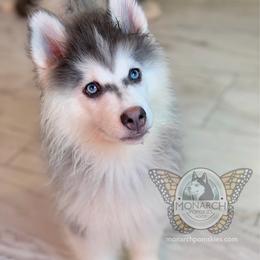 Monarch BeeBee - Silver and white male Pomsky puppy in Greeley, Colorado from Monarch Pomskies | Northern Colorado