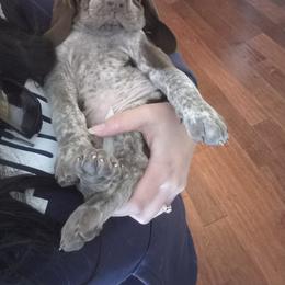 Bracco Italiano and Chihuahua Puppies from Snow Peak Kennel