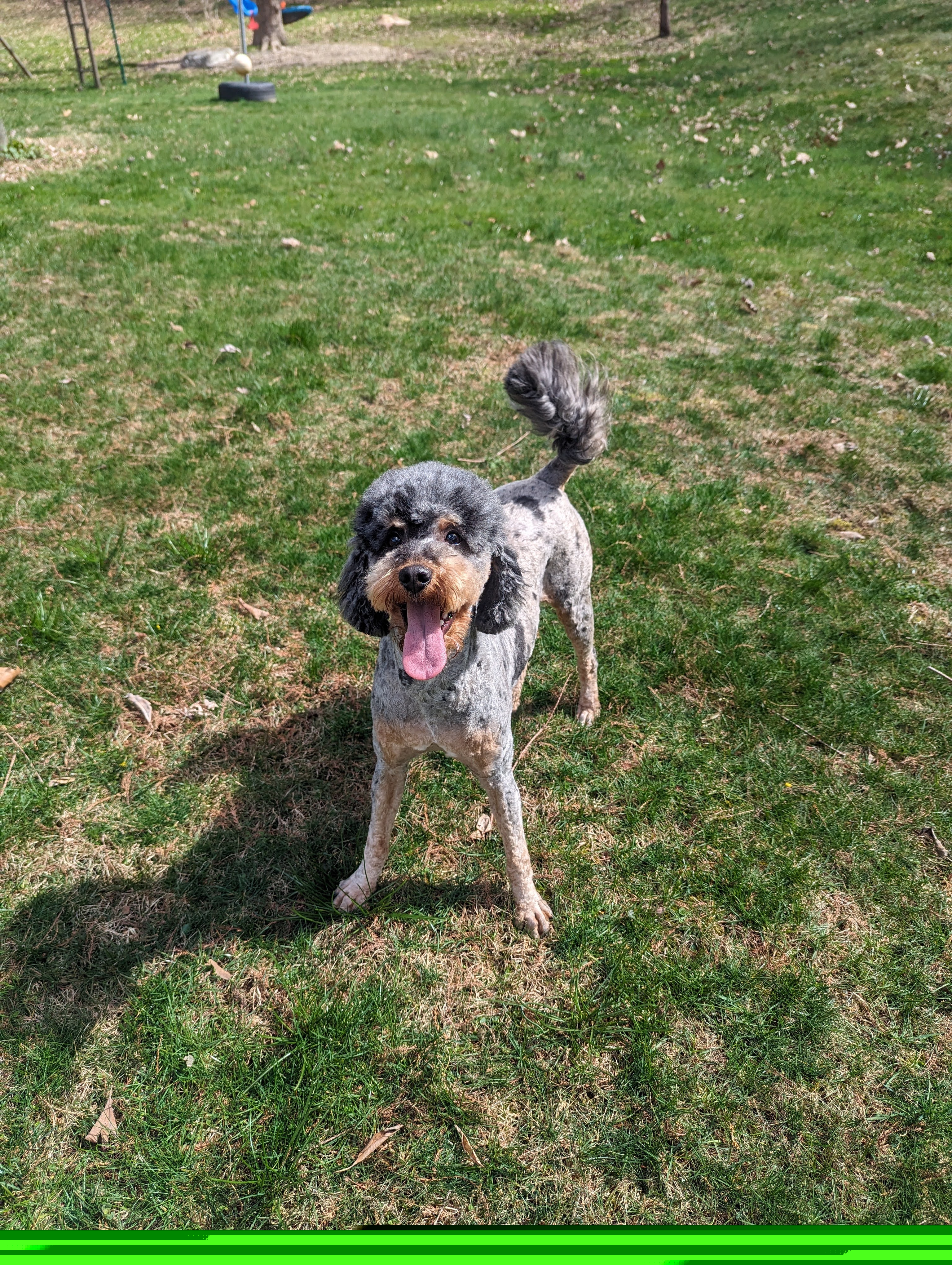 Winonah - Poodle