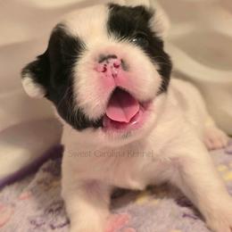 Ron Weasley - Black and white male French Bulldog puppy in Franklinton, North Carolina from Sweet Carolina Kennel