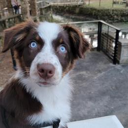 Willow - Australian Shepherd